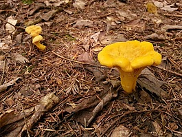 蘑菇,森林,自然