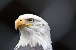 鳥,野生動物,捕食鳥