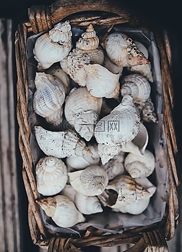 貝殼,籃,外殼