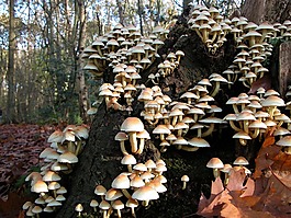 蘑菇,性質(zhì),秋季