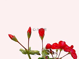雨點,天竺葵花色彩絢麗,老鸛草花蕾
