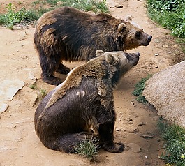 熊,動物園,脫落