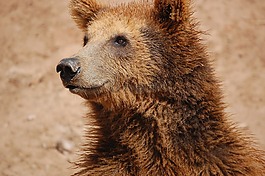 性質(zhì),動(dòng)物園,棕色的熊