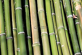 竹,绿色,伍兹