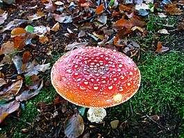 蘑菇,林,秋季