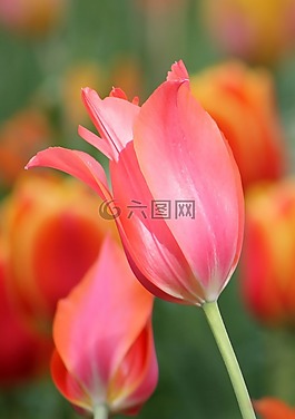 粉红色,橙色,花