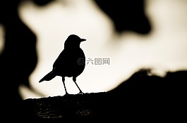 鳥,側(cè)影,黑