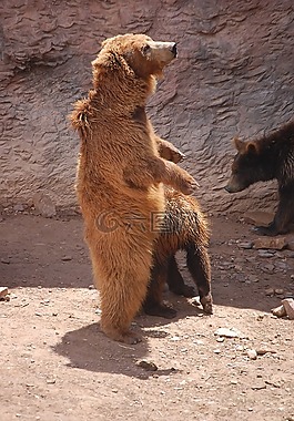 性質(zhì),動(dòng)物園,棕色的熊