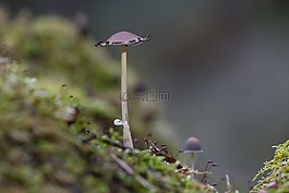 蘑菇,苔,海綿