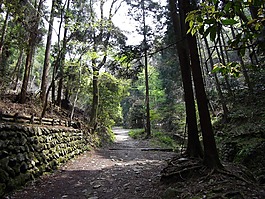 日本,森林,樹