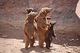 性質(zhì),動(dòng)物園,棕色的熊