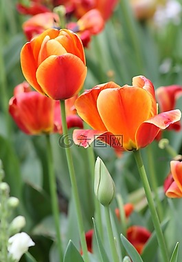 粉红色,橙色,花