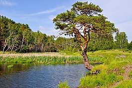 松,樹(shù),湖
