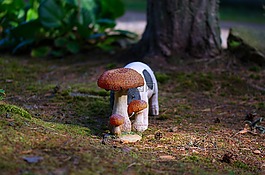 牛肝菌,蘑菇,小豬