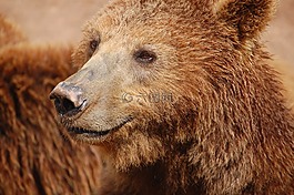 性質(zhì),動(dòng)物園,棕色的熊