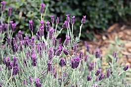 薰衣草,花,花園