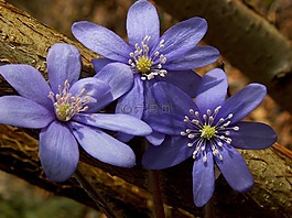 花,性質(zhì),植物