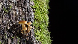 蘑菇,苔,森林