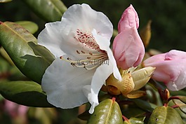 花,丹麥,春天