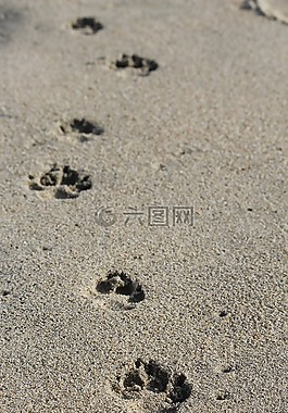 沙,狗,海灘