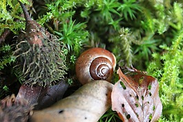 蝸牛,葉子,殼