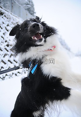 冬季,雪,狗