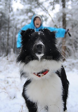雪,冬季,狗