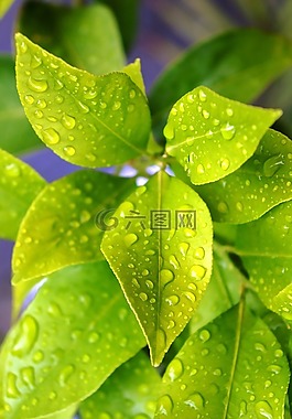 檸檬,植物,滴劑