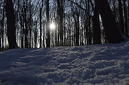 雪,森林,太陽(yáng)