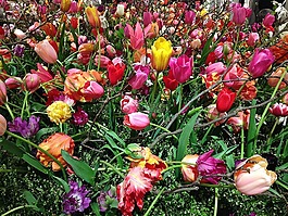 tefaf,郁金香,鮮花