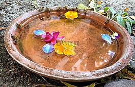 飲酒蜜蜂,蜂蜜蜂,花園