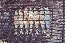 死魚,魚,死亡