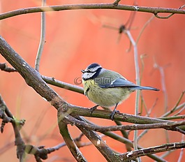 藍(lán)山雀,鳥,翅膀