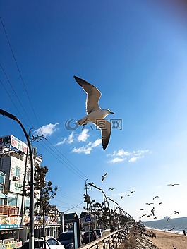 jebudo,海鷗,飛