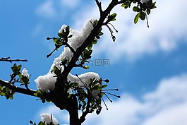 枝杈,雪,樹(shù)