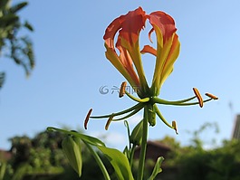 火焰莉莉,花,植物
