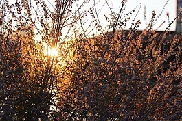 雜草,日落,草