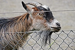 山羊,侏儒山羊,動物園
