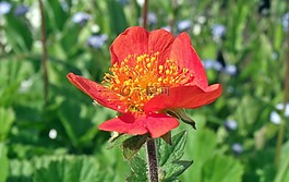 性質(zhì),花,maczek加利福尼亞州