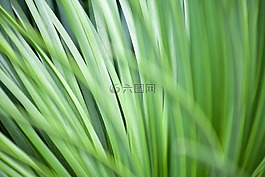 草,特寫,植物