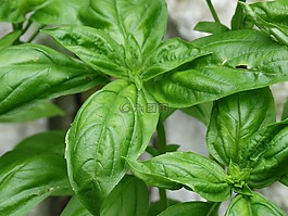 羅勒,草本植物,成分