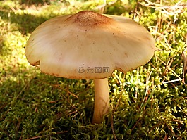 蘑菇,森林,自然
