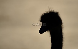 鴕鳥,側(cè)影,鳥