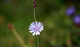 菊苣根,花卉,蓝色