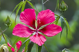 槿,花,紅色的花