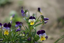 潘茜,花,花園