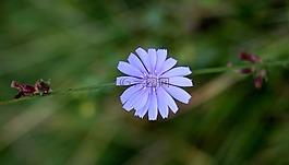 菊苣根,花卉,蓝色