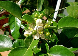 kaffirblaetter,kaffirlimetten,柑橘