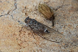zirkade,昆蟲(chóng),希臘