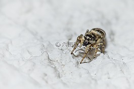 蜘蛛,昆蟲,宏
